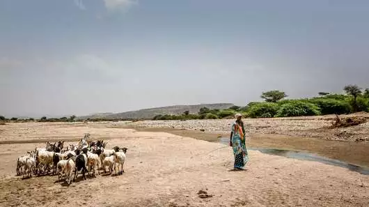 Eine Frau mit Ziegen an einem ausgetrockneten Wasserlauf, Somalia 2018